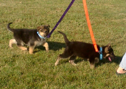 Tekoa Titus Walking first day on leash 2013-09-06