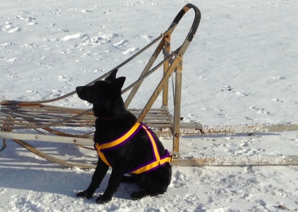 Texas Tea Growth Photo 2014-01-07