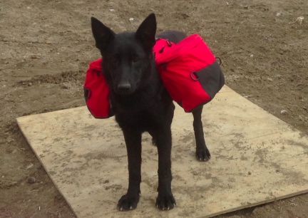 Texas Tea Wenaha Dog Backpack Front View  2014-03-30