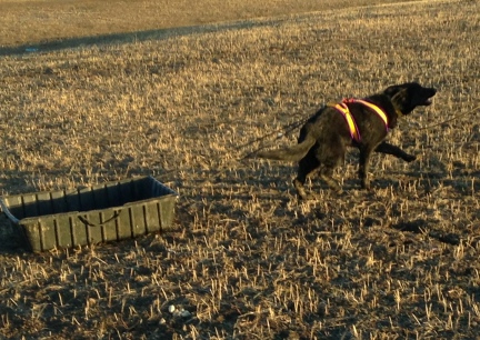 Texas Tea frist time pulling 2014-03-13