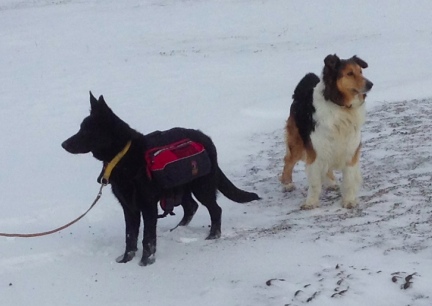 Texas Tea in Backpack w/Raya watching on 2014-02-24