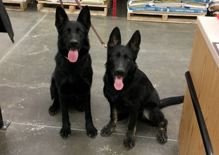 Texas Tea and Tabaliah Shopping 2017-03-08