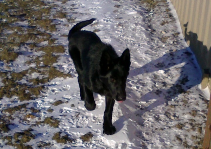 Texas Tea beside the house 2014-01-06