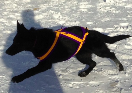 Texas Tea Trotting in Harness 2014-01-07