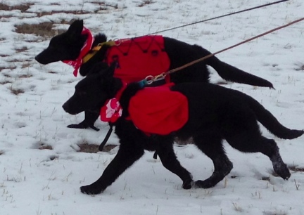 Turquoise (in front) and Texas Tea Backpacking with empty packs and bandanas