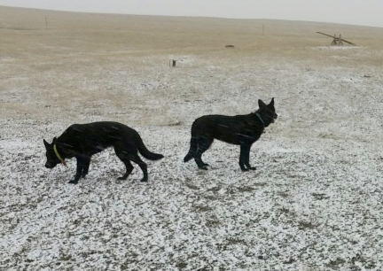 Texas Tea and Turquoise 2016-11-17