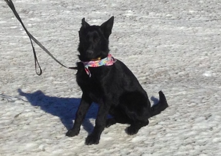 Texas Tea with Bandana 2014-01-28