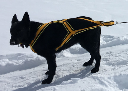 Texas Tea in Harness on Snow 2018-02-28