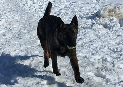 Tikuah Fetch 2018-03-02