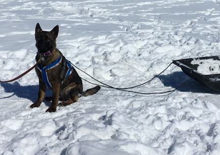 Tikuah First Day Harness Training 2018-02-25