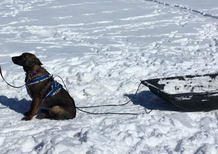 Tikuah Harness Training 2018-02-25