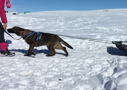 Tikuah Pulls Sled 2018-02-25