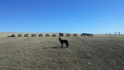 Tire Work Texas Tea in front, Turquoise behind Tires 2016-11-05