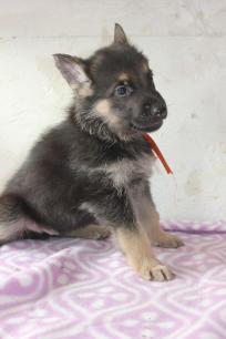 Titus 2013-8-18 five weeks old - breeder's photo