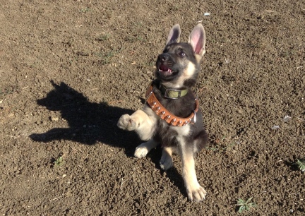 Titus Bullet Collar 2013-09-18