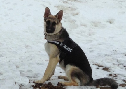 Titus 2014-02-13 In Training Harness