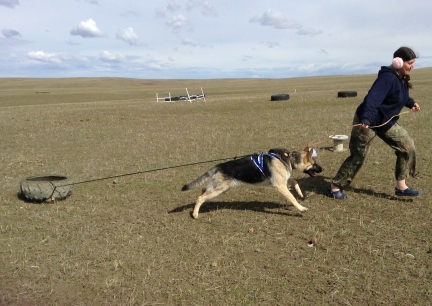 Titus Pulling a Tire 2014-04-10