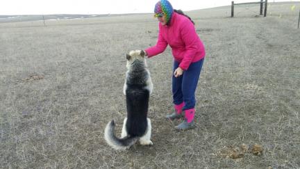 Titus Sit Up Stand 2017-02-27