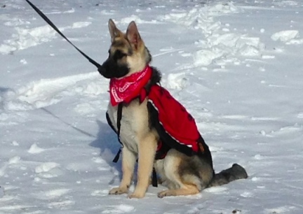 Titus Sitting in the Pack 2014-02-10