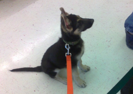 Titus Sitting at Bomgardt's for a toy 2013-09-29