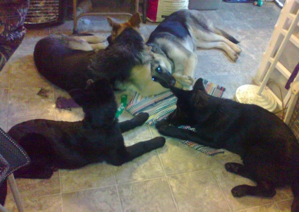 They still love me, right? T Team at rest