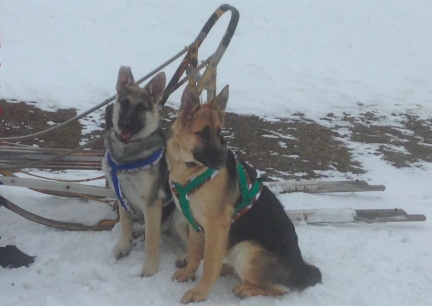 Titus & Tekoa Sled Harness 2014-01-03