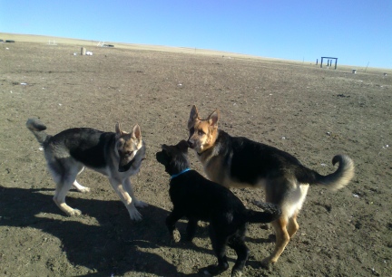 Titus Turquoise Tekoa  2014-01-27