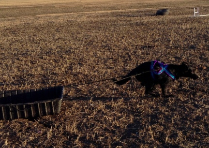 Turquoise Pulling for the first time 2014-03-13