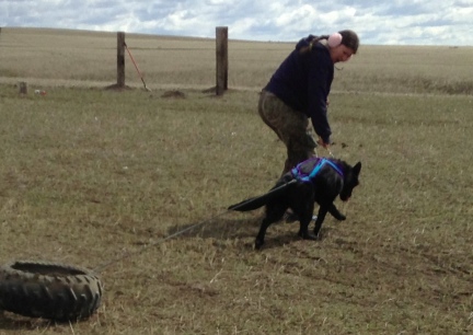 Turquoise Pulling a Tire Training for Sled Dog