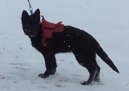 Turquoise with Western Saddle 2014-01-30