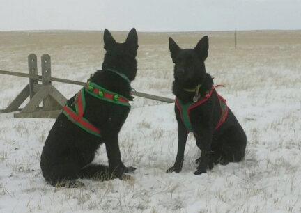 Turquoise and Texas Tea Ready for the Season 2016-12-12