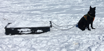 Turquoise Sit Stay Harness Working 2018-02-25