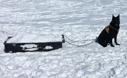 Turquoise Sit Stay Harness Working 2 2018-02-25