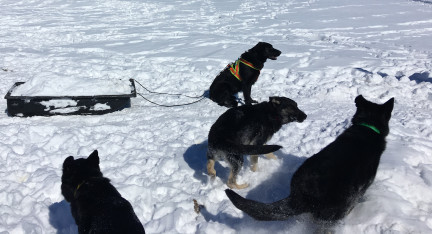 Turquoise in Harness 2018-02-25