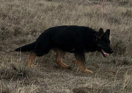 Tychicus 3 2017-03-19