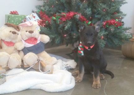 Tychicus Christmas Tree 2016-12-01