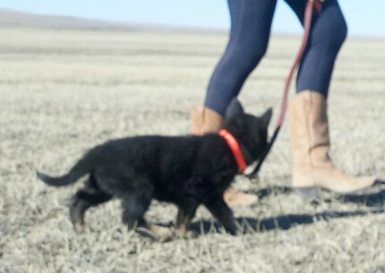 Tychicus Leash Training 2016-11-12