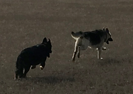 Tychicus Titus Running Free 2017-02-14