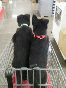 Who Is Next To Pet Us!?  2016-11-25