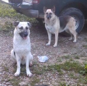 Eygypt's Ears - Juanita's TN Dog