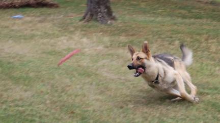gsd Frisbee Dog