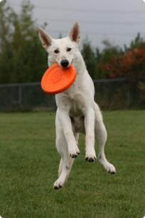 White GSD Disc Dog