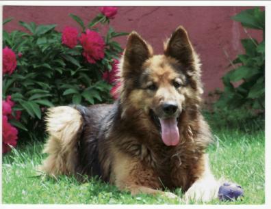 Long Coated Post Card