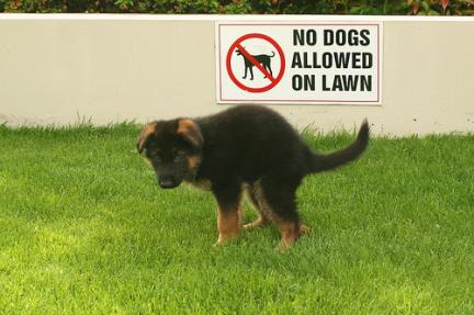 GSD Not Allowed