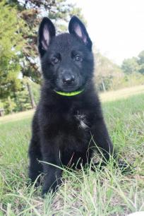 NOT OURS black with white markings