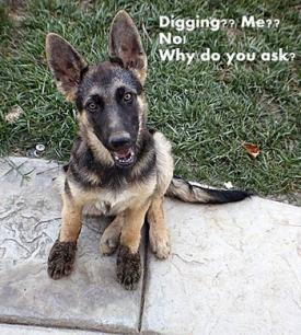 Digging Me?