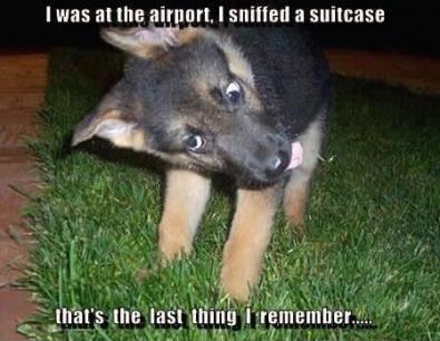 GSD Sniffs Suitcase