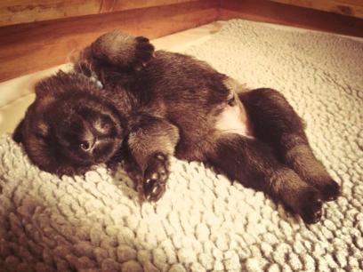 Let The Quiet Puppy Lie