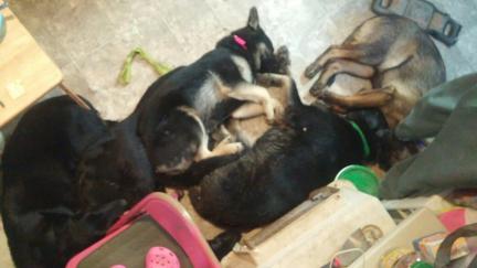 GSD x 5 Sleeping At My Pink Chair 2018-03-11