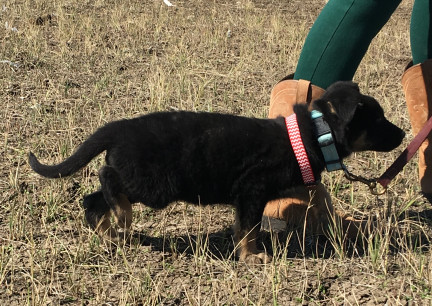 Red Collar Leash Training 2017-10-04